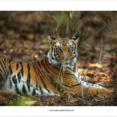 Tiger'S Den Resort Bandhavgarh National Park 外观 照片