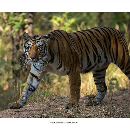 Tiger'S Den Resort Bandhavgarh National Park 外观 照片