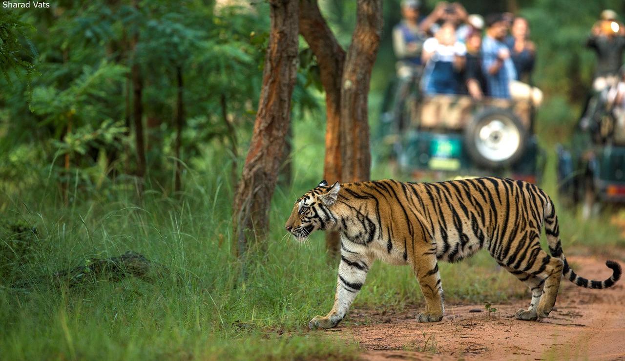 Tiger'S Den Resort Bandhavgarh National Park 外观 照片