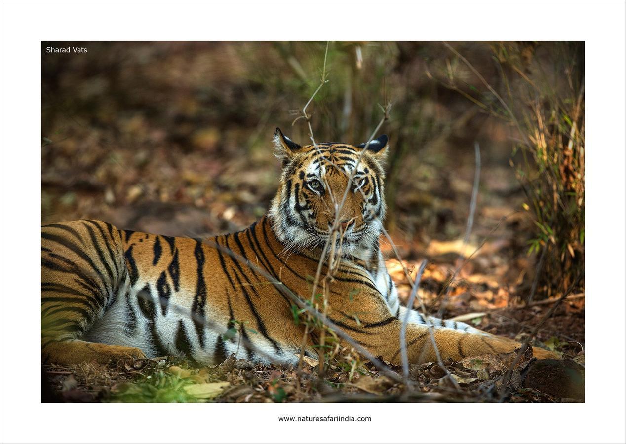 Tiger'S Den Resort Bandhavgarh National Park 外观 照片