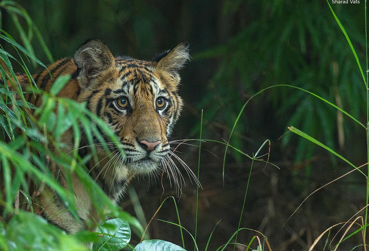 Tiger'S Den Resort Bandhavgarh National Park 外观 照片