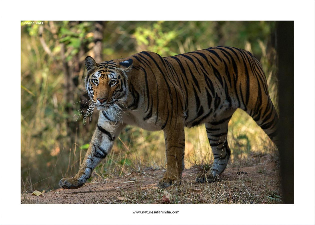 Tiger'S Den Resort Bandhavgarh National Park 外观 照片